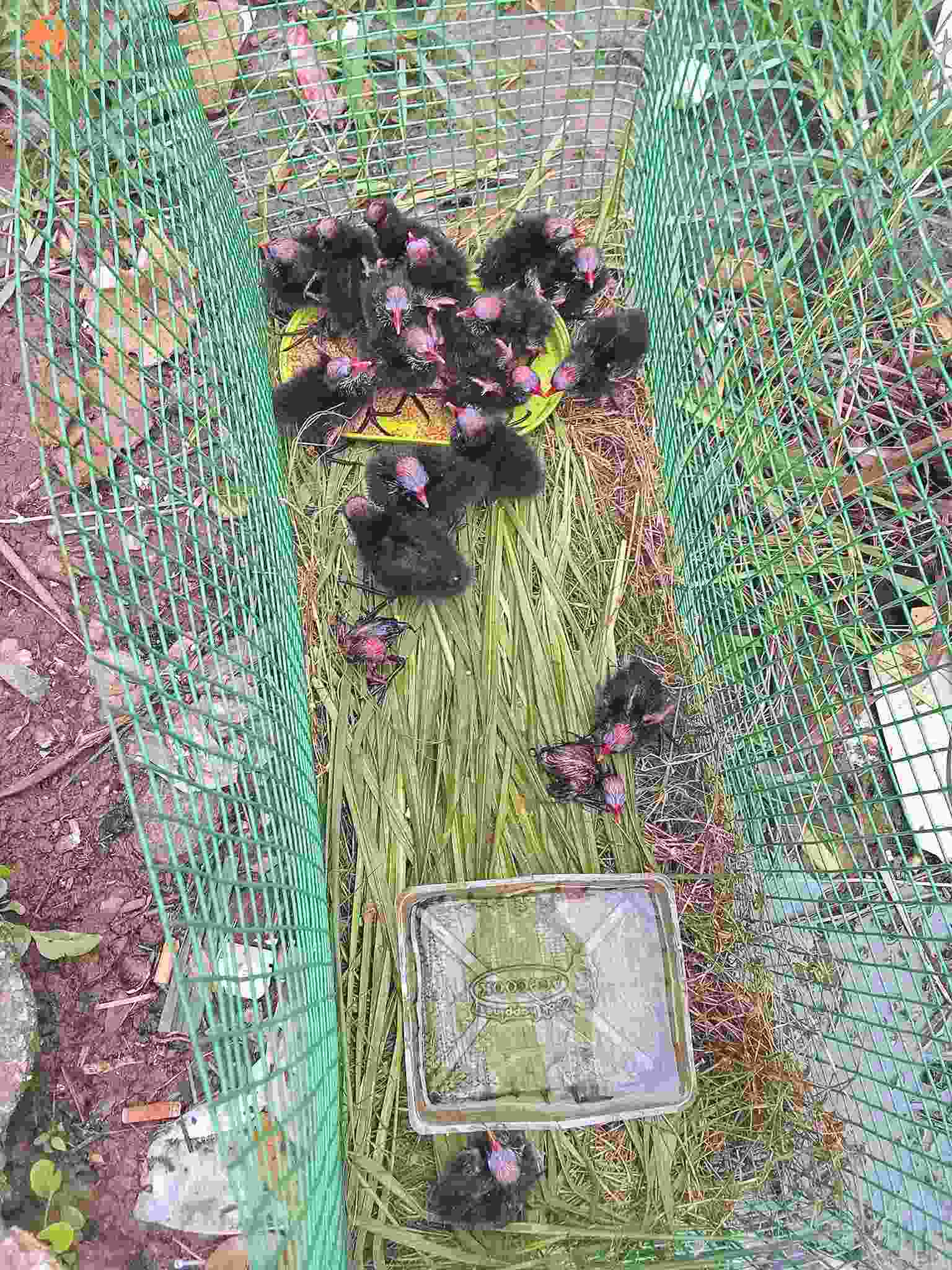 Chim trích tré được nuôi rất đơn giản, chỉ cần rào lại là nuôi được